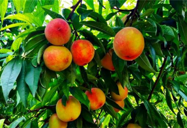 駐村干部“帶貨”  助力鄉村振興